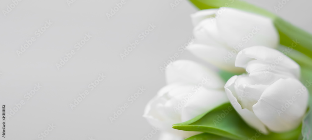 White tulips with copy space, beautiful floral greeting sprintime mother's day card