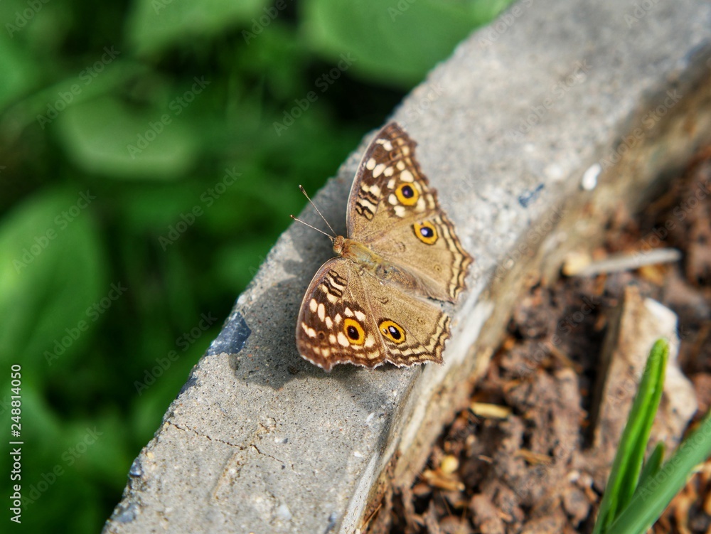 Fototapeta premium Butterfly