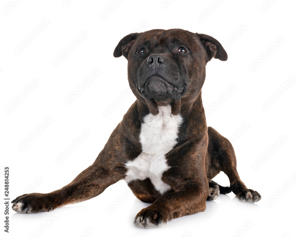staffordshire bull terrier staffordshire bull terrier