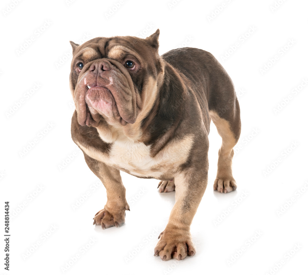 american bully in studio american bully in studio