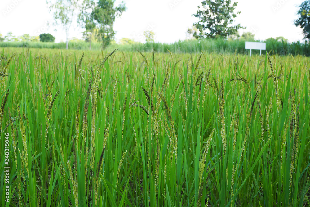 Obraz premium Rice of green waiting for harvest in thailand. Paddy seed
