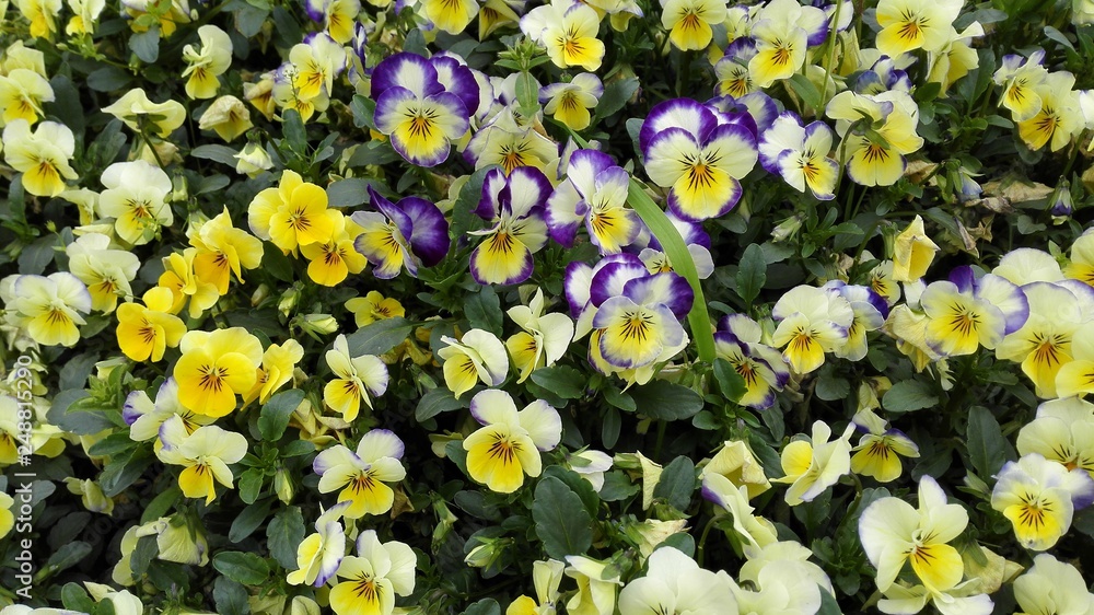Yellow and violet pansies background Yellow and violet pansies background