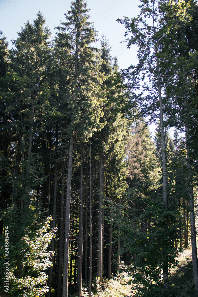 Fototapeta premium mountain scenery of Carpathians