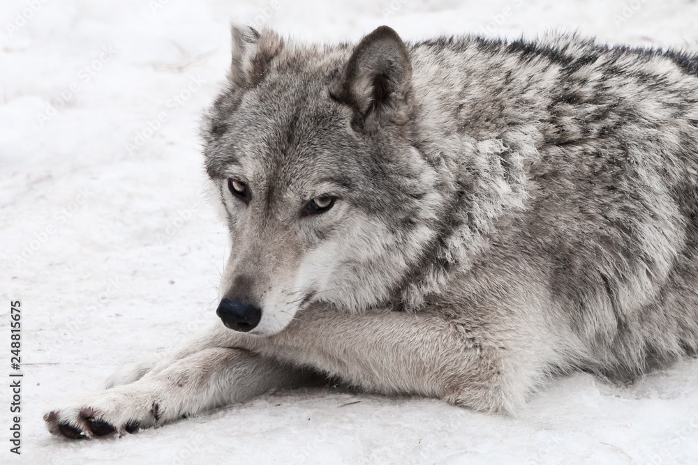 Obraz premium A female wolf lies on the snow, a proud animal looks forward with a clear look, lies half-turned beautifully and thoughtfully