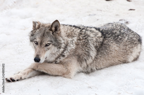 A female wolf lies in the snow, a proud animal looks forward with a clear look, © Mikhail Semenov