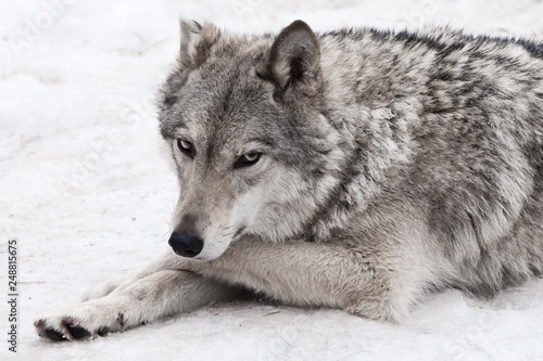 A female wolf lies on the snow, a proud animal looks forward with a clear look, lies half-turned beautifully and thoughtfully