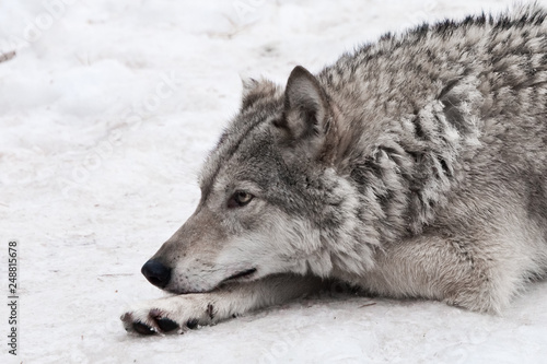 A female wolf lies in the snow  a proud animal looks forward with a clear look  lies beautifully and thoughtfully