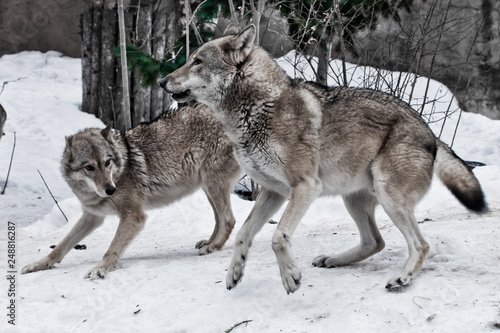 The wolves are male and female during the rut (mating games), the wolf cares for the she-wolf, the predatory animals play and jump, the winter © Mikhail Semenov