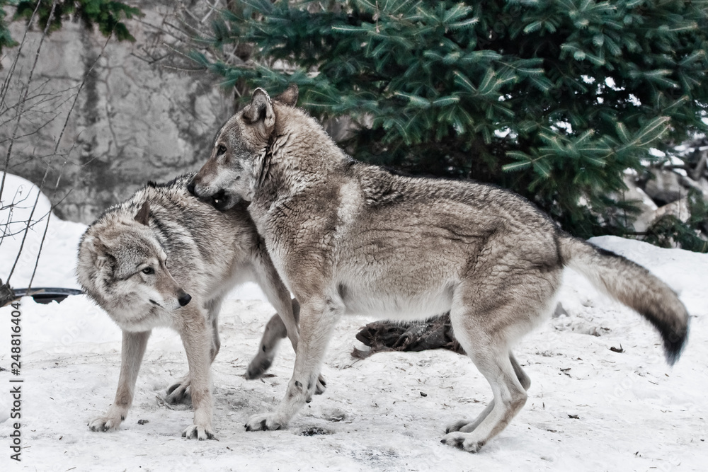 Wolves Mating Rituals Wolf Mates