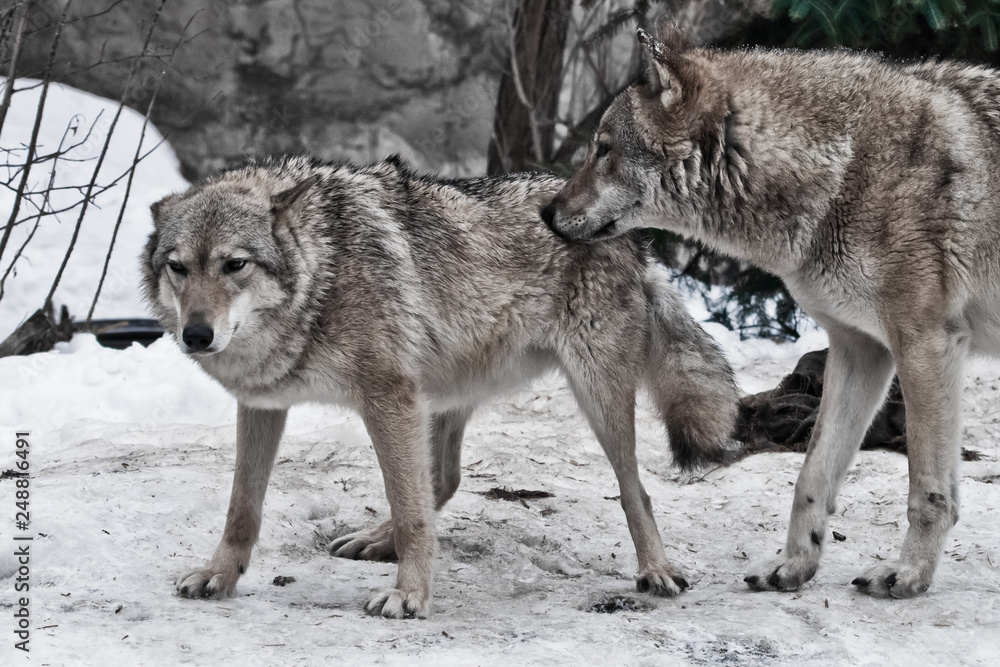 The wolves are male and female during the rut (mating games), the wolf  cares for the she-wolf, the predatory animals are playing, the winter Stock  Photo | Adobe Stock
