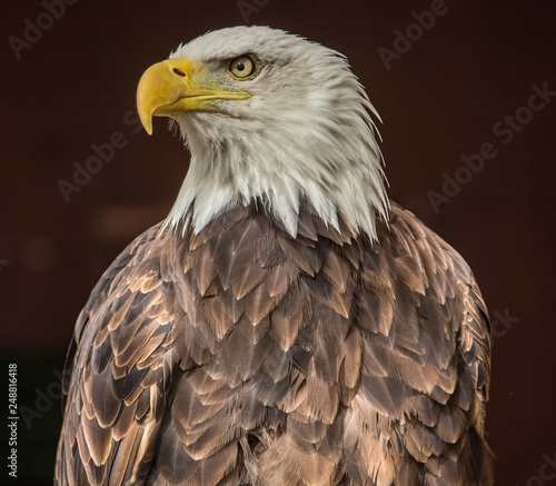 Close up portrait of an American Eagle