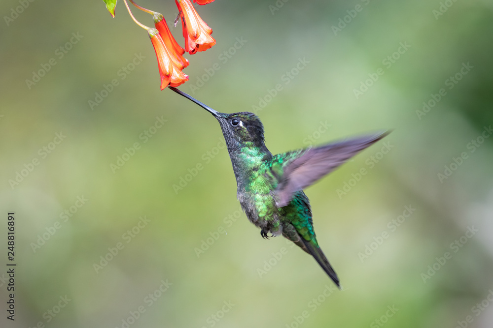 Fototapeta premium Blue hummingbird Violet Sabrewing flying next to beautiful red flower. Tinny bird fly in jungle. Wildlife in tropic Costa Rica. Two bird sucking nectar from bloom in the forest. Bird behaviour