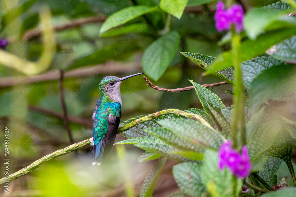 Blue hummingbird Violet Sabrewing flying next to beautiful red flower. Tinny bird fly in jungle. Wildlife in tropic Costa Rica. Two bird sucking nectar from bloom in the forest. Bird behaviour Blue hummingbird Violet Sabrewing flying next to beautiful red flower. Tinny bird fly in jungle. Wildlife in tropic Costa Rica. Two bird sucking nectar from bloom in the forest. Bird behaviour