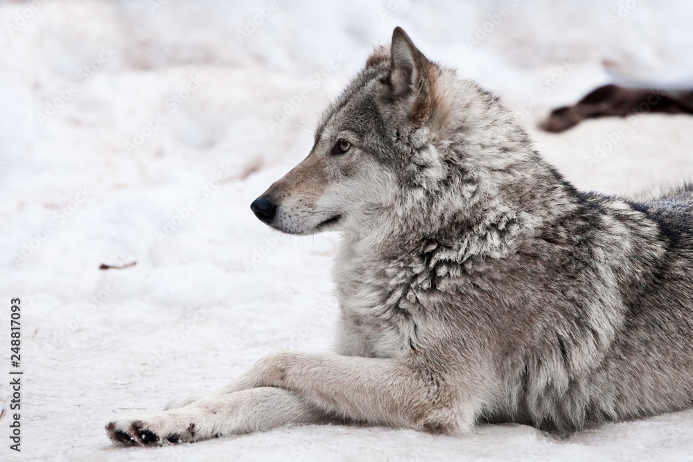 A female wolf lies in the snow, a proud animal looks forward with a clear look,