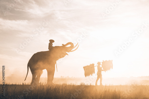 Photography People working in the rice fields in Thailand