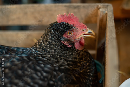 grey sick unhealthy chicken with open beak in wooden box