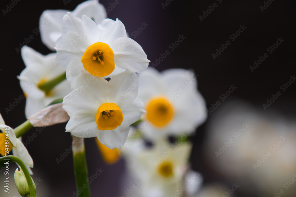 Japanese Narcissus flowers are blooming on the lawn. Winter season. Japanese Narcissus flowers are blooming on the lawn. Winter season.