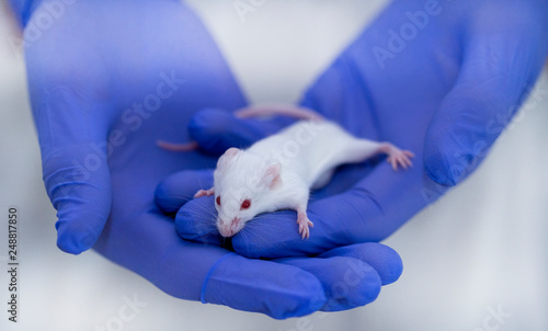 model white mouse in blue gloves, medical research