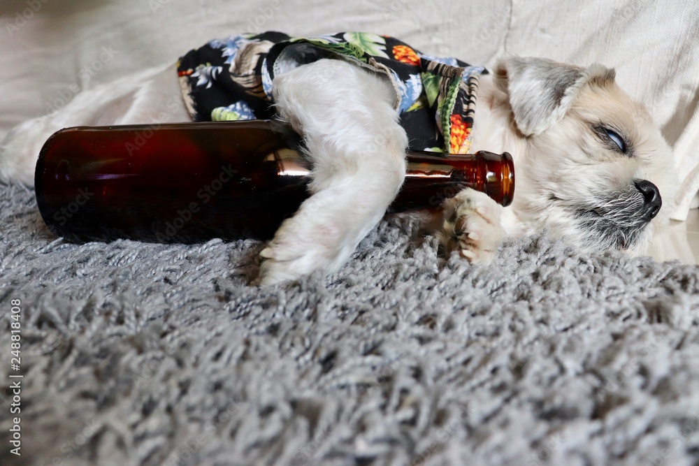 Drunk Dog