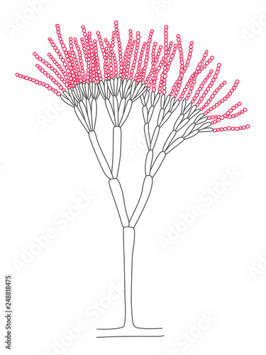 Isolated Penicillium Line Drawing. Grey and Red