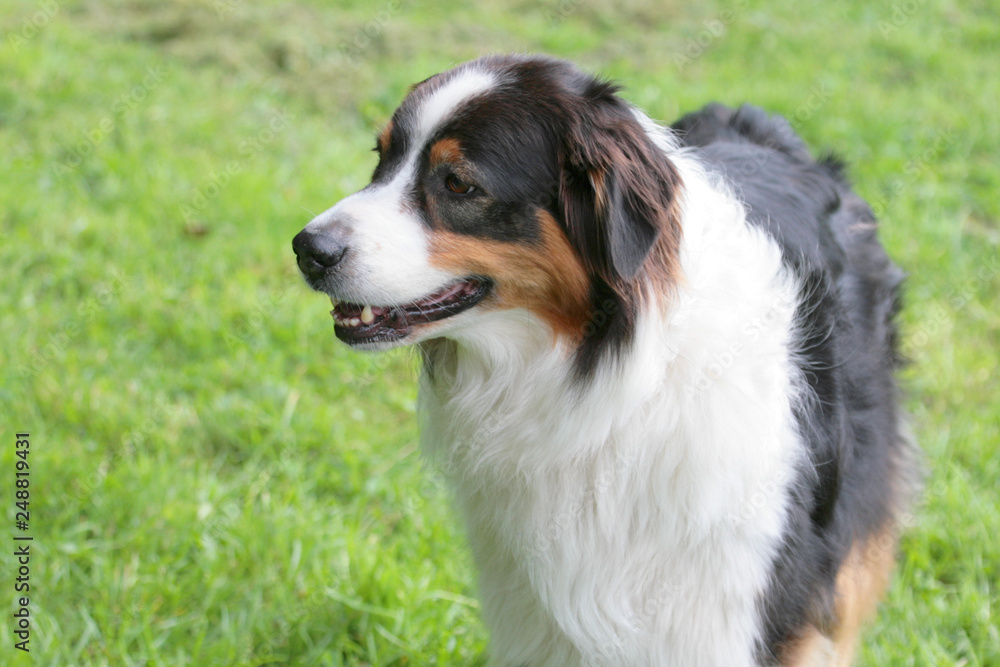 Australian Sheperd Hund auf Rasen Australian Sheperd Hund auf Rasen