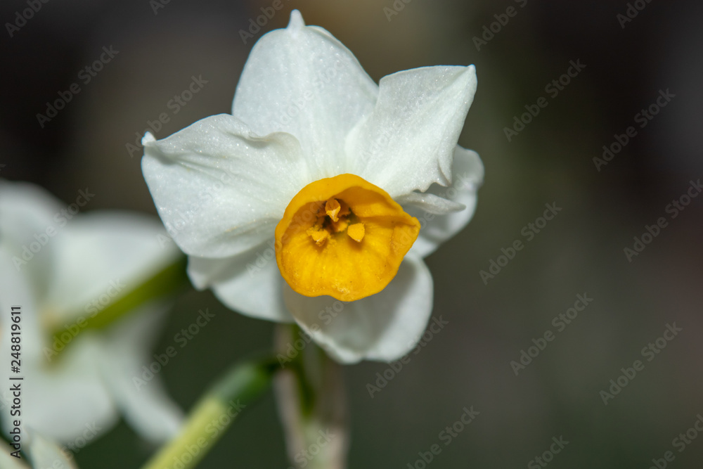 Japanese Narcissus flowers are blooming on the lawn. Winter season.