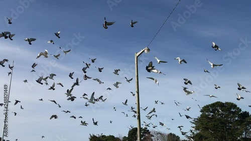 Shooting Star Motel is located in Bandon, Oregon, USA, on Pacific Highway 101. Hundreds of seagulls and pigeons like to hang out there every day.