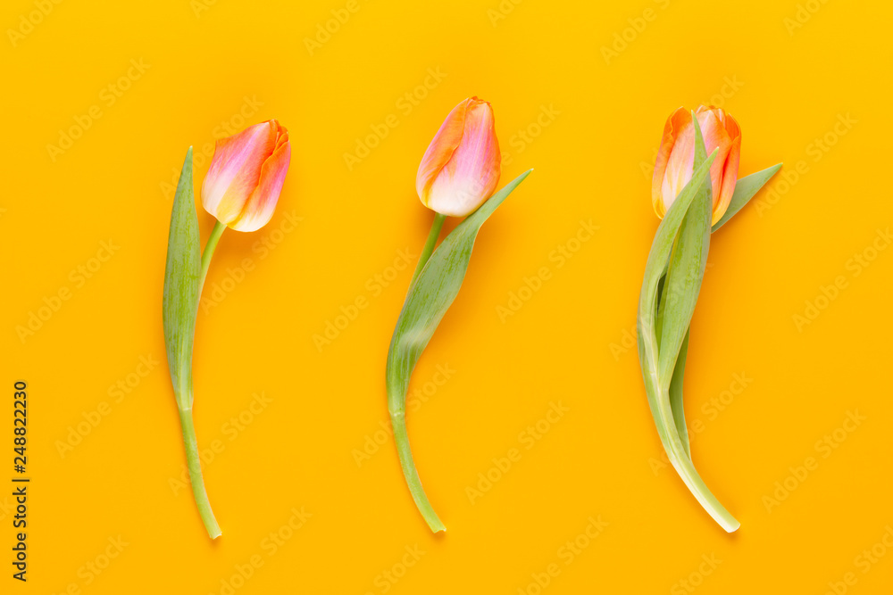 Naklejka premium Yellow pastels color tulips on yellow background.