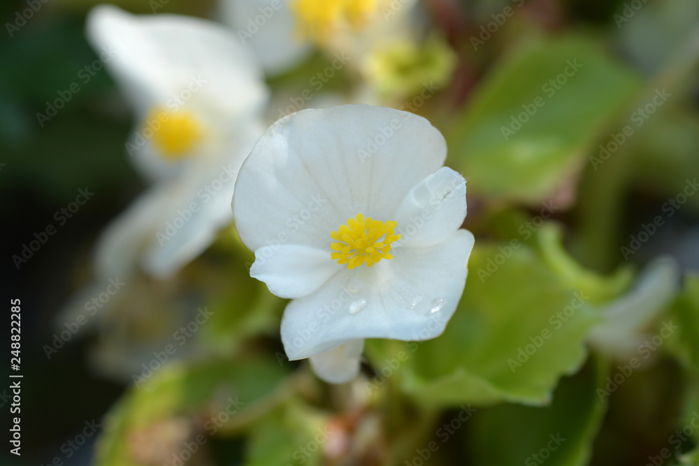 Wax begonia Wax begonia