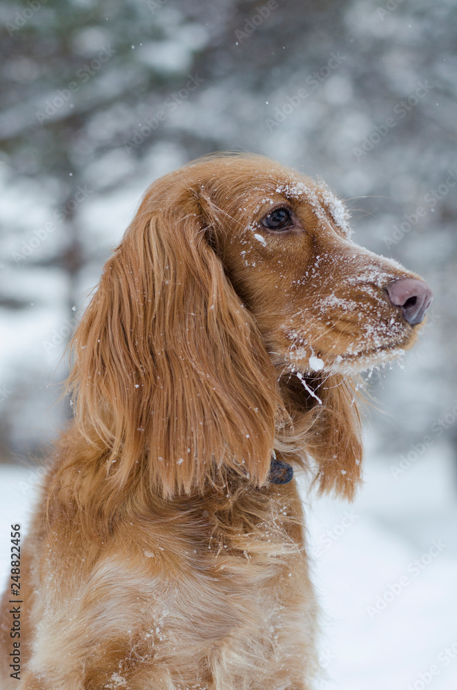 Profile portrait of young red russian spaniel dog with some snow on its muzzle