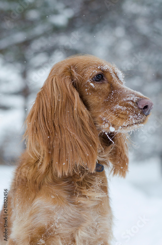 Fototapeta Naklejka Na Ścianę i Meble -  Profile portrait of young red russian spaniel dog with some snow on its muzzle