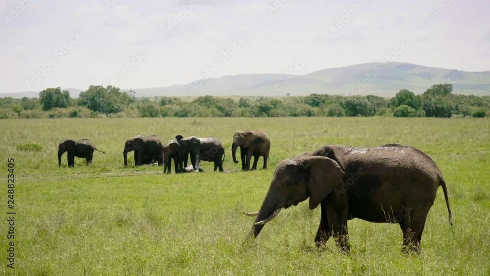 African elephants in Masai Mara park, Kenya African elephants in Masai Mara park, Kenya