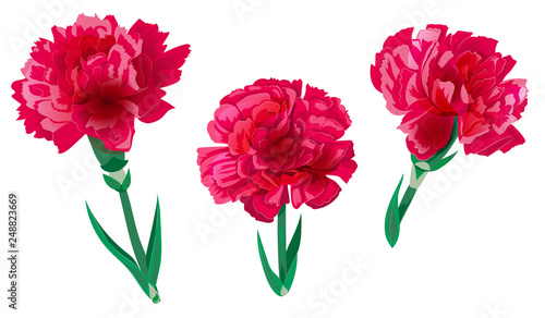Set of red carnation schabaud flower, green stem, leaves on white background, collection for Mother's Day, Victory Day, digital draw, vintage illustration, vector