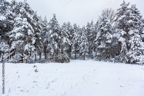 Snowy pines in the winter forest