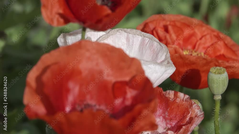 colorful coquelicot flowers blossom in dalat colorful coquelicot flowers blossom in dalat