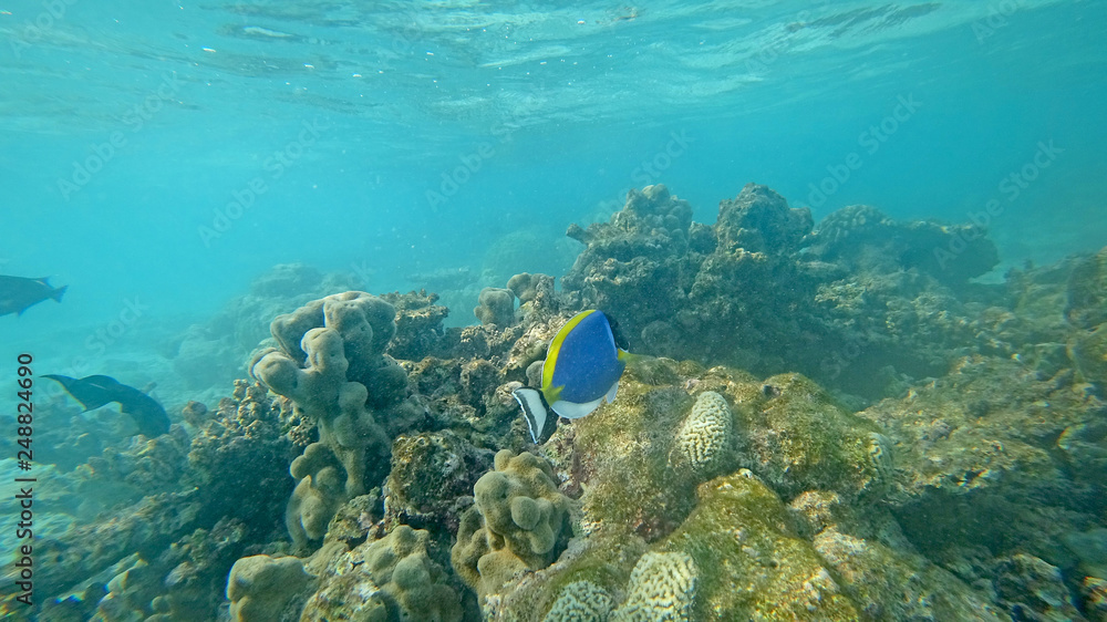 Fototapeta premium The underwater world the Indian Ocean Maldives with corals and fish