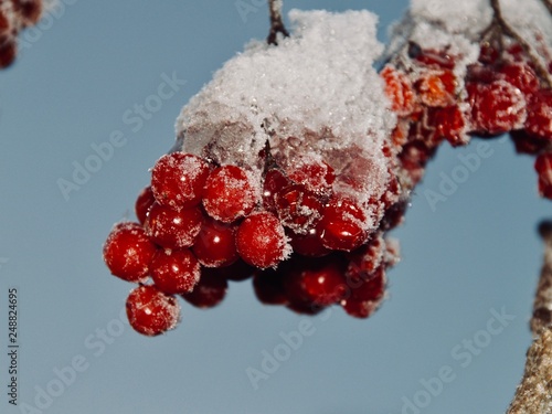 coffee, cafe, love, animals, nature, winter, macro, firewood, trees