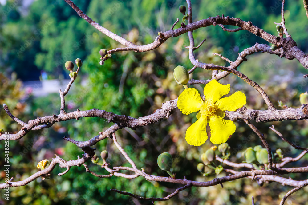 Beautiful yellow flower of great elephant apple tree, or Dillenia obovata (Blume) Hoogland. Beautiful yellow flower of great elephant apple tree, or Dillenia obovata (Blume) Hoogland.