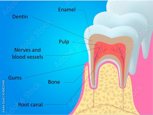 Tooth anatomy vector dental infographics. Medical banner or poster illustration