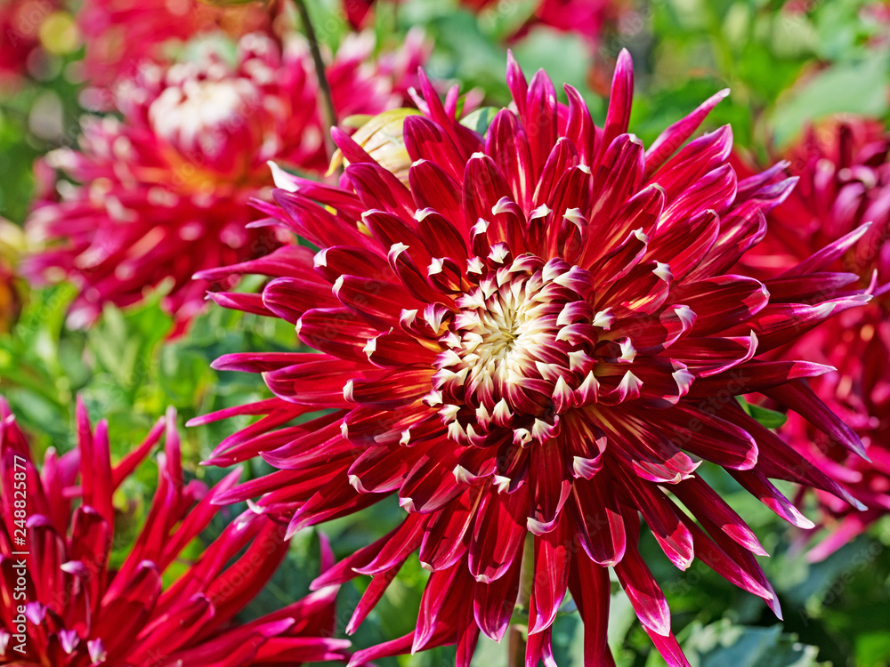 Blühende Dahlien im Garten Blühende Dahlien im Garten