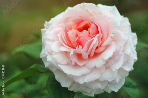 Beautiful pink rose with morning sunlight. Nature  flower and Valentine  s day concept.