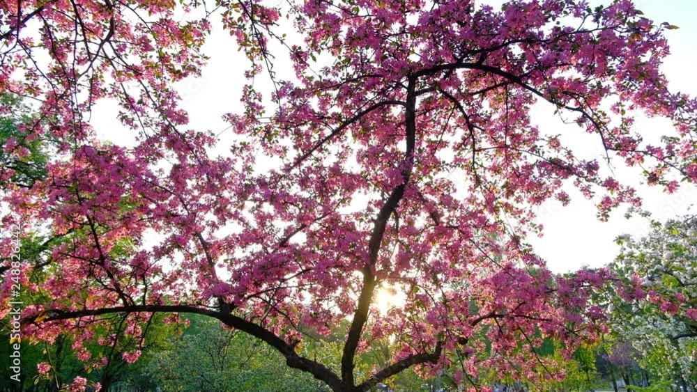 Slow motion vertical panning shot of pink blossoming sakura trees over blue sky in spring garden or park Slow motion vertical panning shot of pink blossoming sakura trees over blue sky in spring garden or park