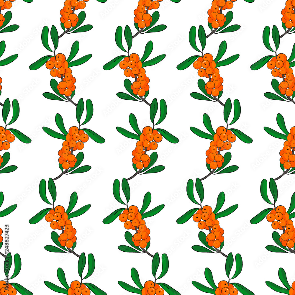 Seamless pattern od branch of sea-buckthorn on white background Seamless pattern od branch of sea-buckthorn on white background