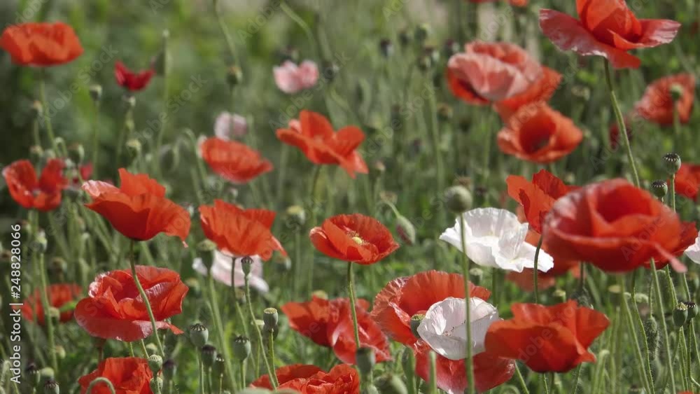colorful coquelicot flowers blossom in dalat colorful coquelicot flowers blossom in dalat