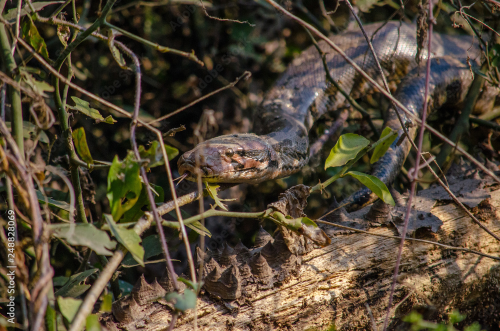 Fototapeta premium Snake