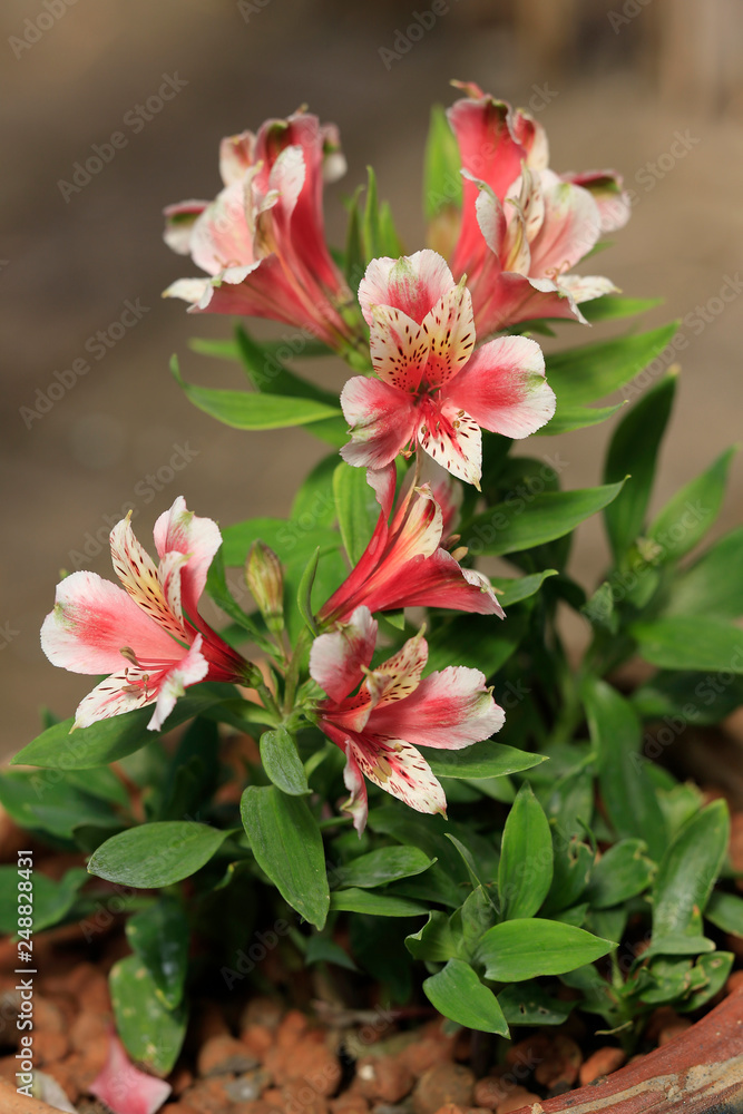 Inkalilien (Alstroemeria) Blüten im Sommer Inkalilien (Alstroemeria) Blüten im Sommer