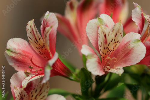 Inkalilien (Alstroemeria) Blüten im Sommer