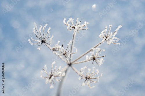 Frozen leaf in winter, frost on plants, frosty background.
