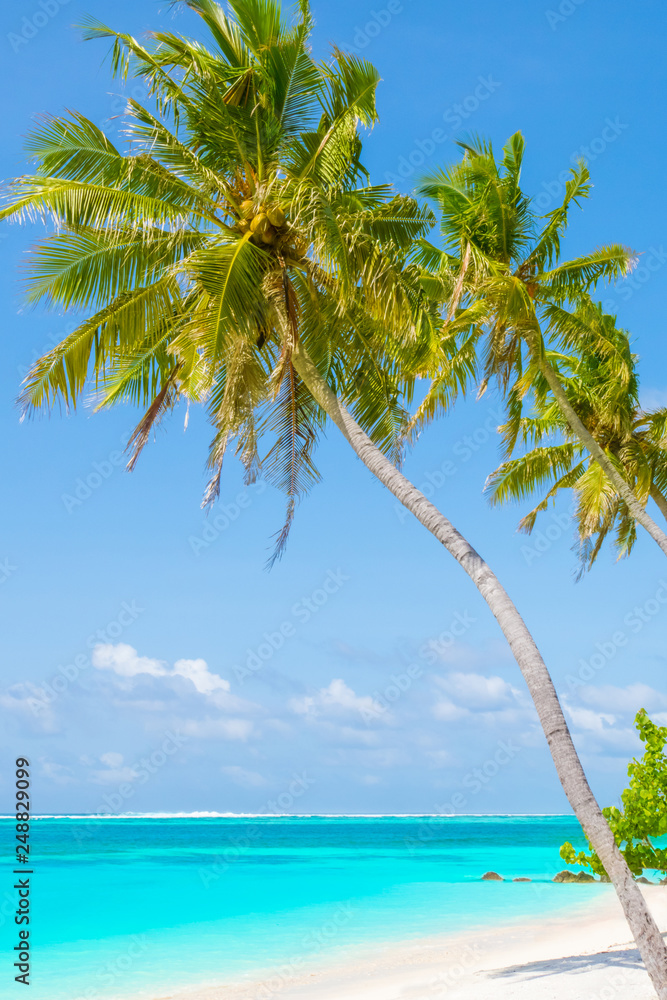 Naklejka premium Palm tree on tropical paradise beach with turquoise blue water and blue sky
