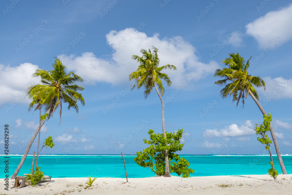 Naklejka premium Palm tree on tropical paradise beach with turquoise blue water and blue sky
